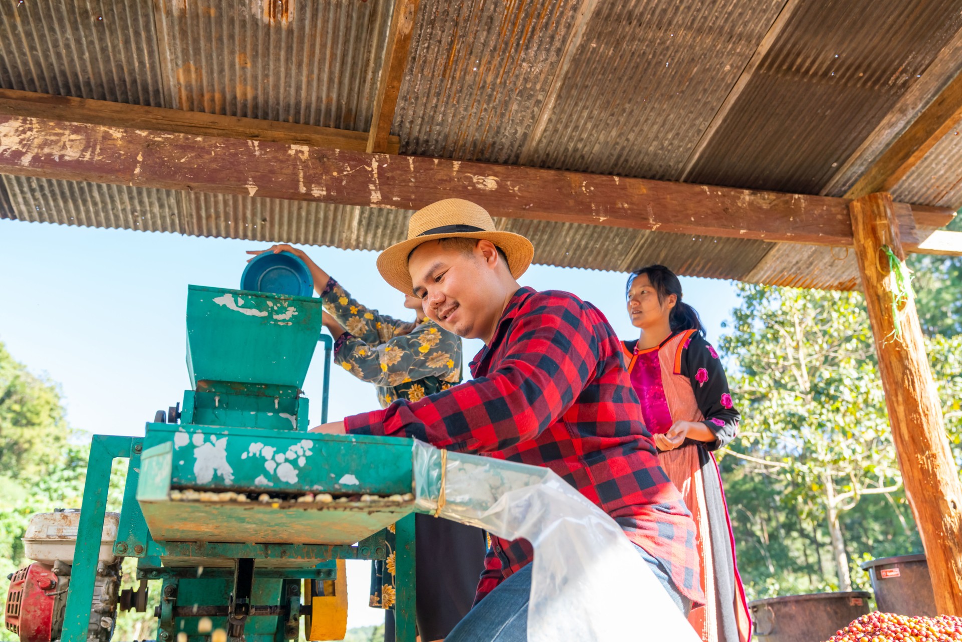 Asian man and woman farmer working in coffee plantation