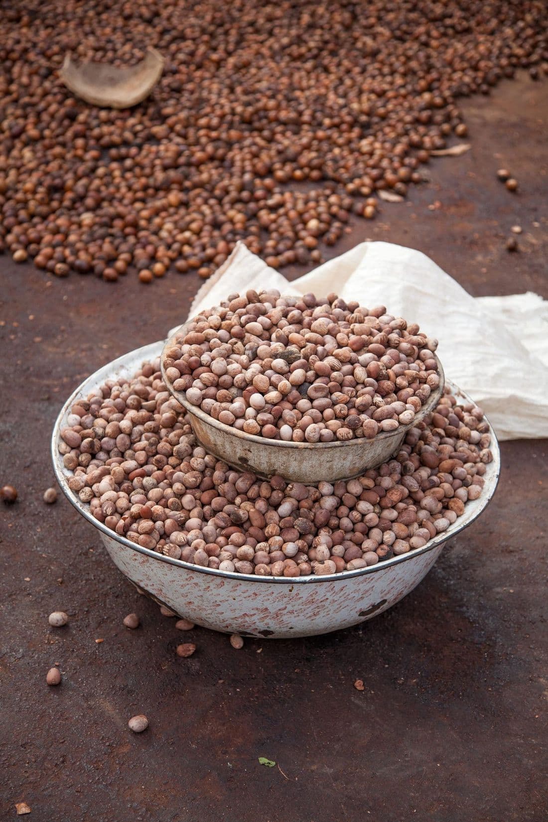 Sun-dried shea nuts in bowls